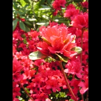 Azalee - Azalea Vuyk's Scarlet (fam. Ericacee) (03)